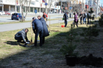 В Архангельске обновлена Аллея Победы: сотрудники и ветераны ФСБ посадили новые деревья.